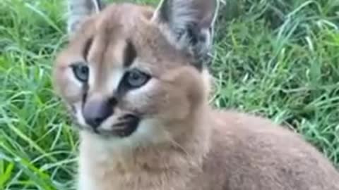 Angry caracal adorably flops his ears