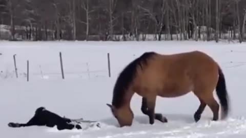 The owner was making snow angels, and the horse decided to join her.