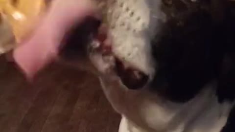Dog Eating Peanut Butter (ASMR)