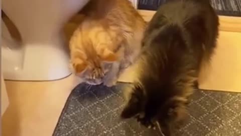 A Compilation of funny Cat Clips