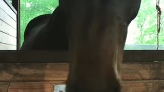 Horse shakes his mouth back and forth