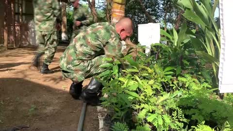 Proyectos que protegen la selva colombiana de la deforestación