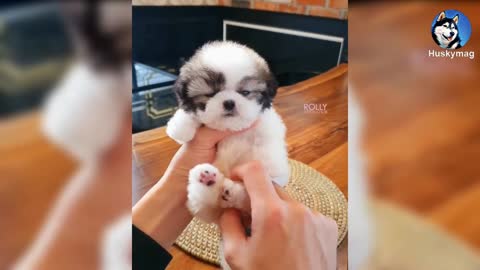 Cutest And Smallest Dogs In The World!! You must see it!