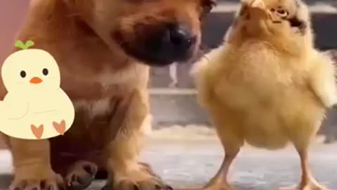 Best Friends For Life🥰 // duckling and puppy love 🥺 #shorts #cute