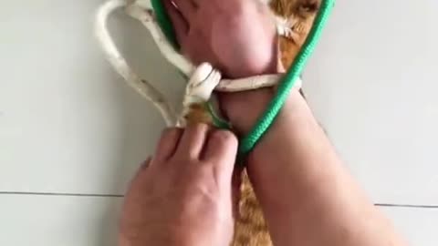 Funny Cat Reaction For Rope Trick #shorts