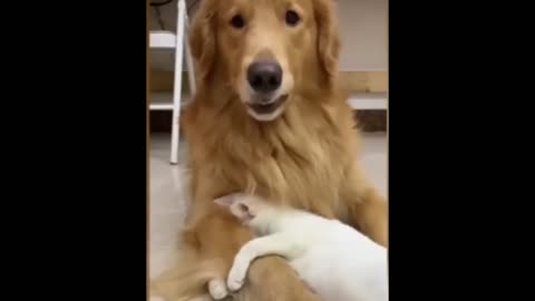 Cat And Dogs Protecting Each Other Compilation.