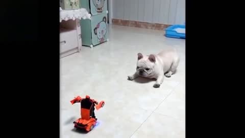 Watch this dog playing with toy car
