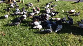 Pigeons Picking Up Some Rice On Grass