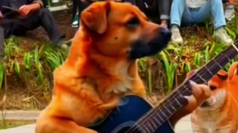 Multi Talented Dog