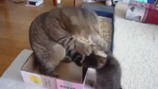 Cat Teaching Her Kittens