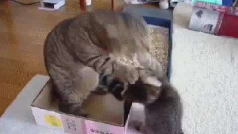 Cat Teaching Her Kittens