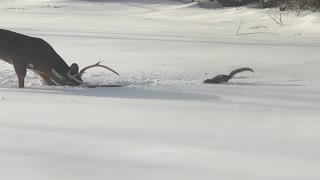 Buck and Squirrel Argue Over Food on Snowy Day