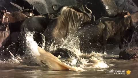 This Is Why You Should Never Anger a Hippo