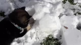 a 2-month-old puppy experiences snow for the first time - husky puppy's first time in snow