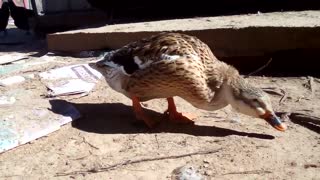 Duck Dabbling?