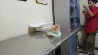 Cat at a Vet