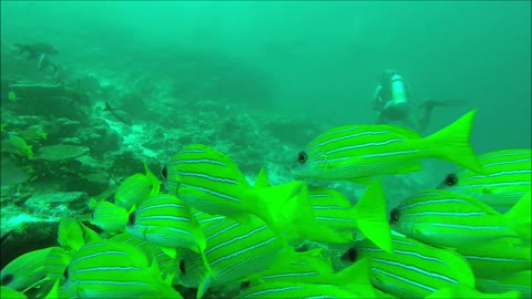 Maldives Short Snorkeling video Part 22