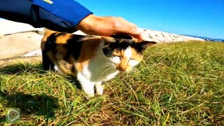 A calico cat comes to be petted on the beach
