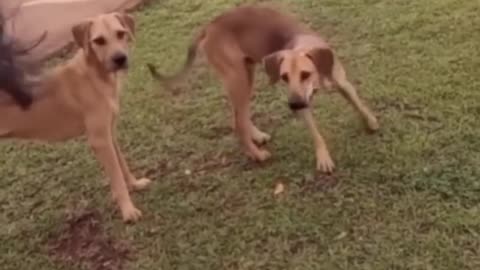 very funny cat and dogs compilation_😂😂😂😂😂😂😂_ #short