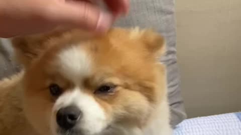 Cute dog head massage.