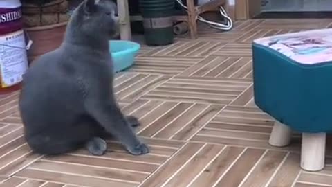 cat gets scared and falls very funny