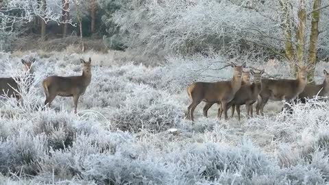 Deer in the forest in winter