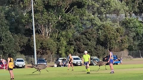 Emus Interrupt Game of Australian Football