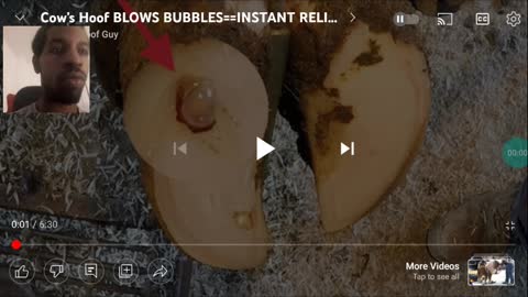 Cow Hoof's Bubble... Instant Relief ( Video Reaction)