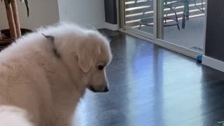 Doggo Doesn't Realize Its Own Size