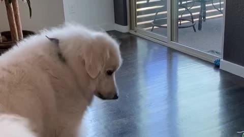 Doggo Doesn't Realize Its Own Size