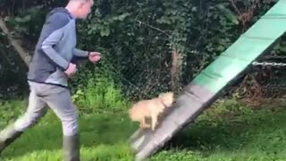 Training Dog to Win the Cup