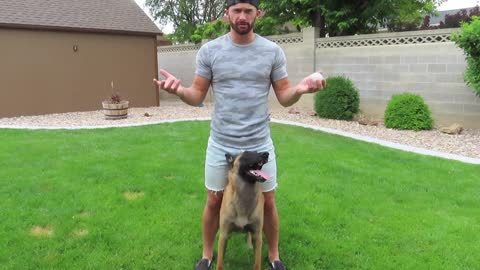 TEACH YOUR DOG TO WALK BETWEEN YOUR LEGS! Belgian Malinois