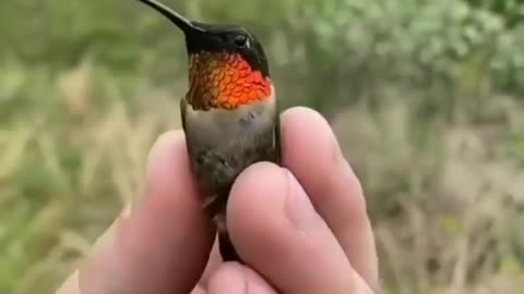 Subhanallah, birds change color