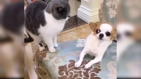 Cute Dog Afraid Of Cat #2
