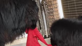 Black Dogs Fight Over Owner Red Pants