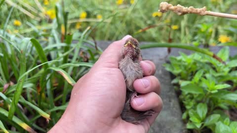 Newly hatched thrush