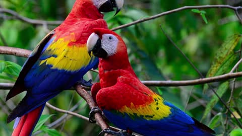 Do you love parrots?