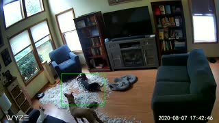Dogs Destroy a Down Pillow While Owners Are Gone