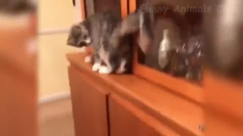 The Best Funny Cat Videos Of The 2021 That Will Make You Laugh