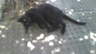 Black cat lies on the floor and tries to get attention, he is affectionate! [Nature & Animals]