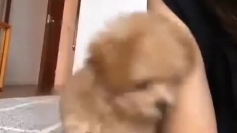 Cute puppy is a little shy and funny