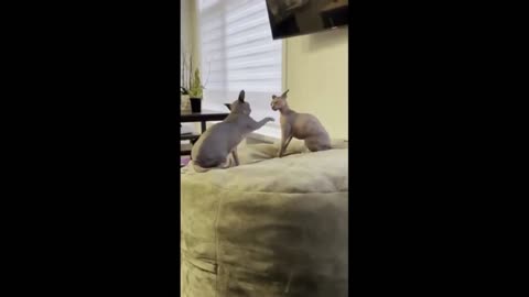 Funniest Animals The Best Of Funny Animal Videos Cats & Dogs Try Not To Laugh