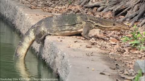 10 Biggest Reptiles Ever Found