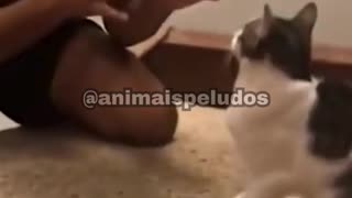 😅 Funniest Cats and Dogs Videos 😹🐶 Vídeos mais engraçados de cães e gatos 😹🐶