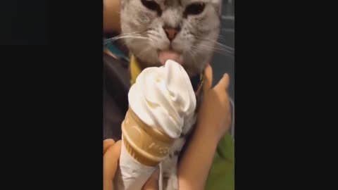 cute cat eats ice cream