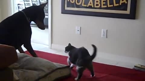 Cat beats up Doberman