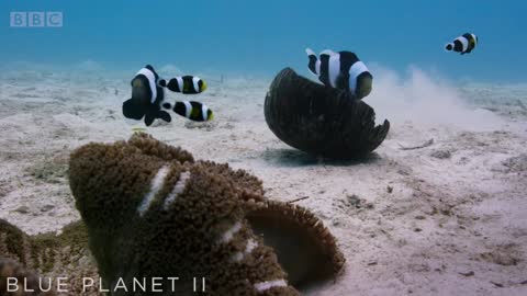 Incredible Teamwork From Little Clownfish | Blue Planet II