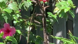 Baby Red Crested Cardinal getting a lesson on how to Eat