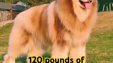 120 pounds of domineering long-haired Alaskadog