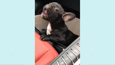 Funny dog video